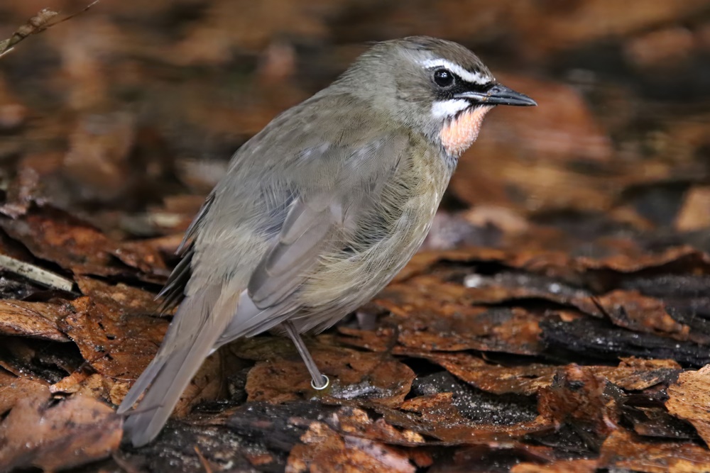 Siberian rubythroat (Calliope calliope)