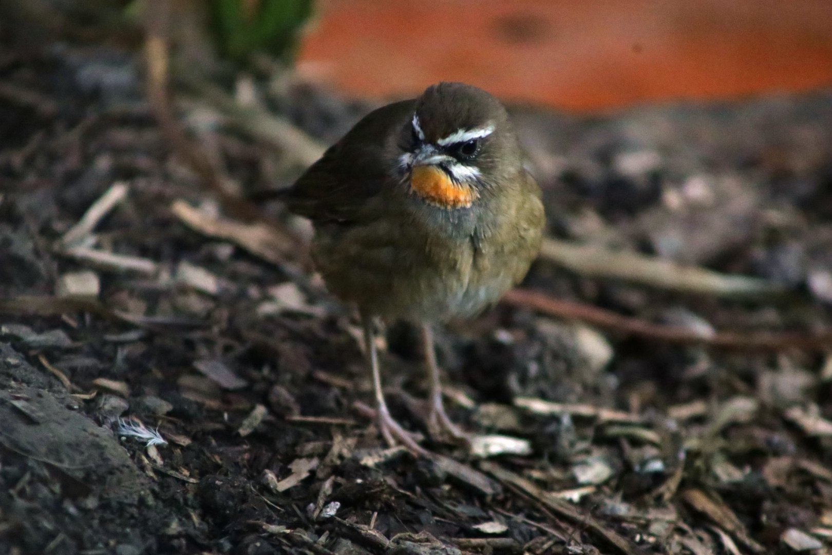 Siberian Rubythroat (Calliope calliope)