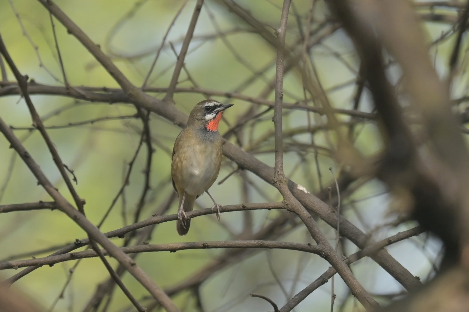 Siberian Rubythroat Calliope calliope