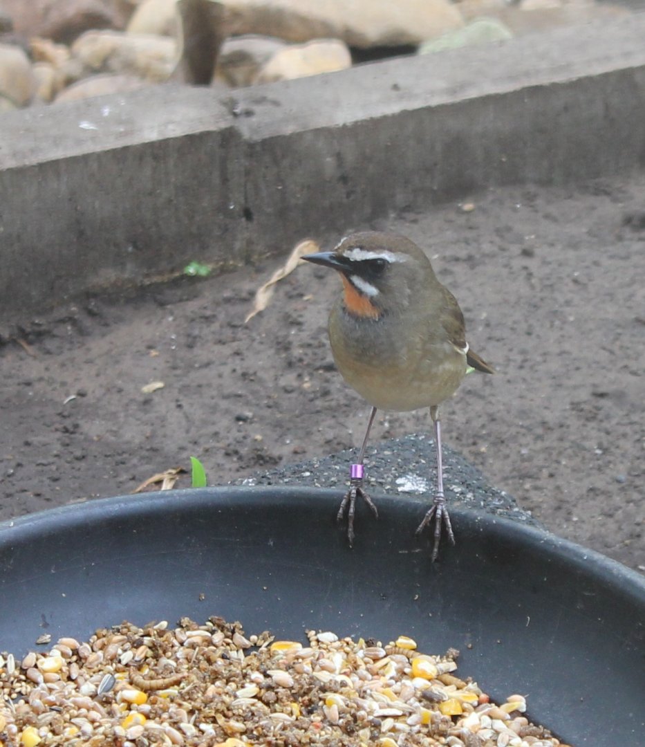Siberian rubythroat - Luscinia calliope