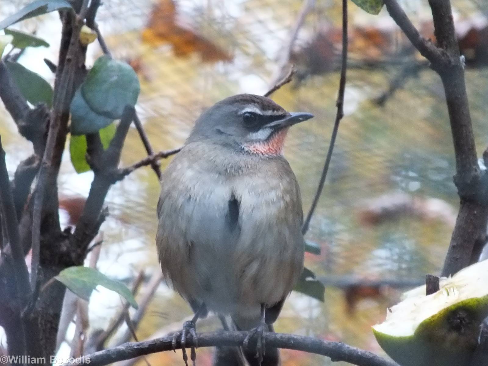 Siberian Rubythroat