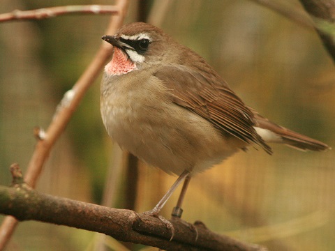Siberian Rubythroat