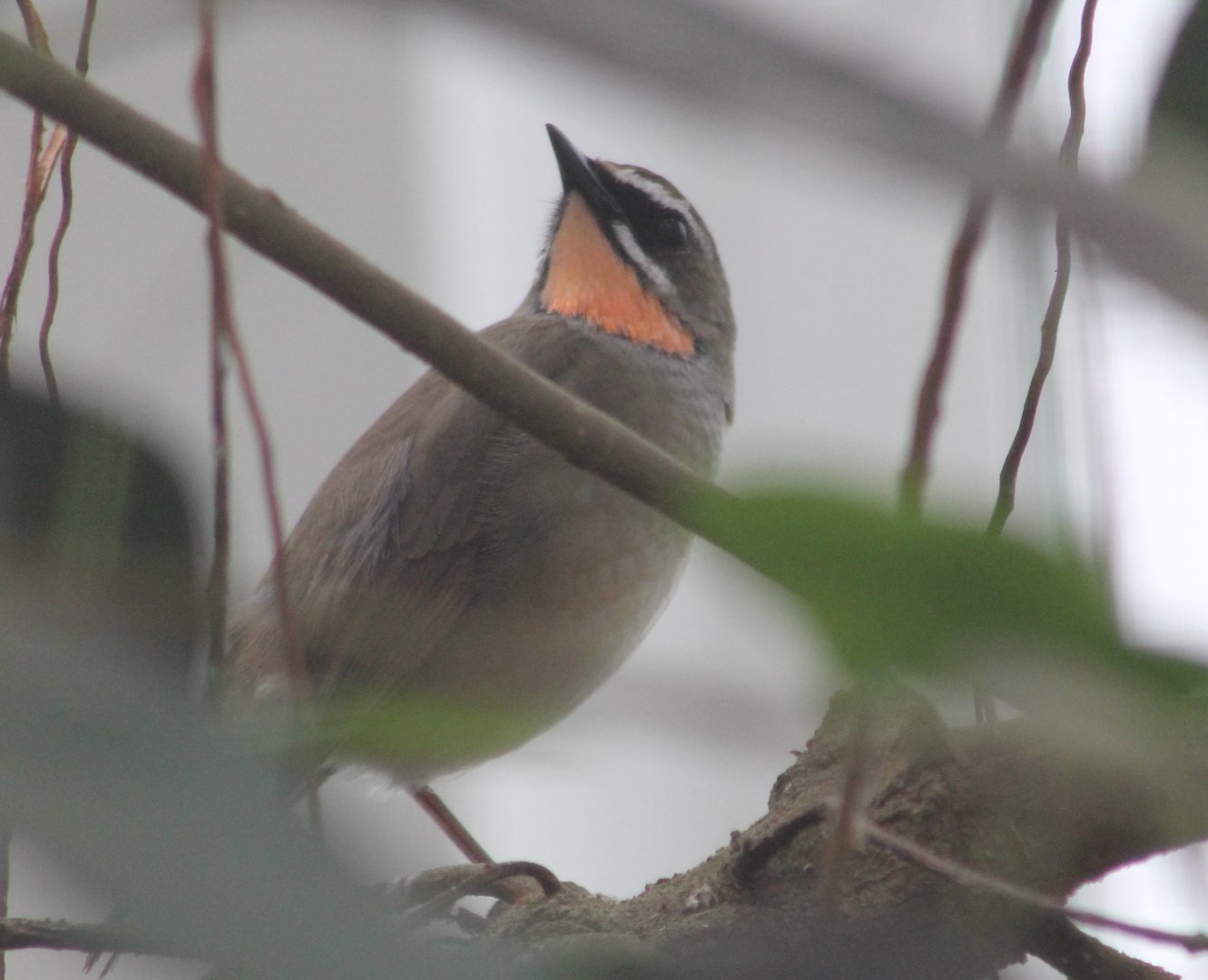 Siberian rubythroat