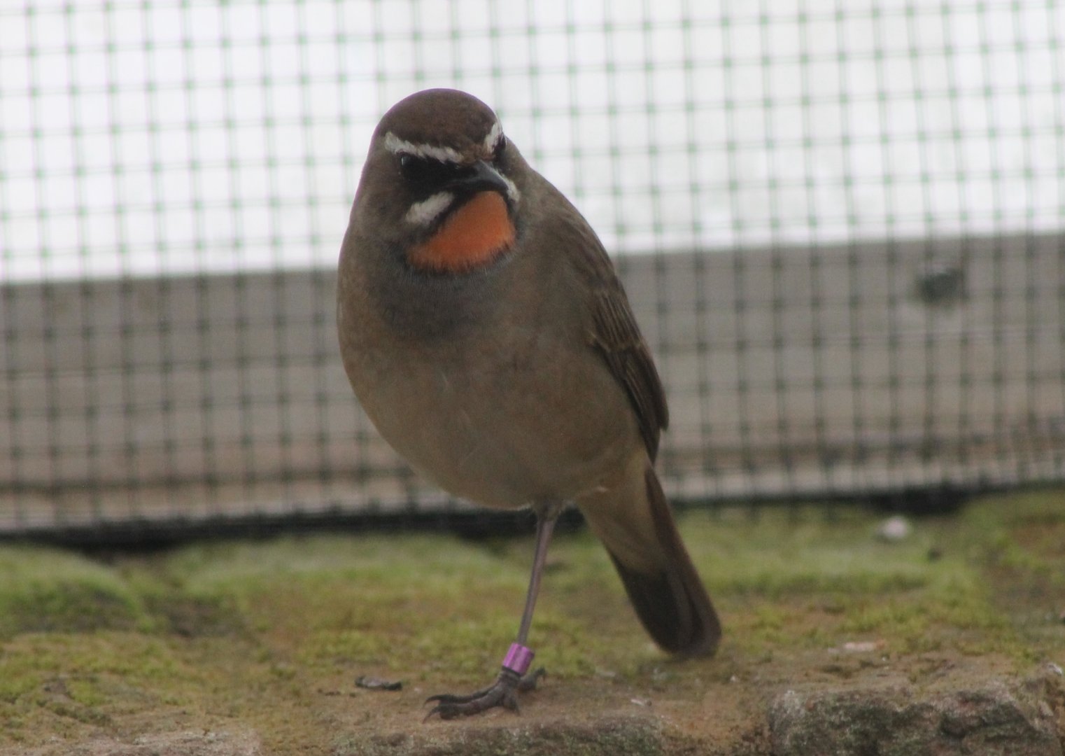 Siberian rubythroat