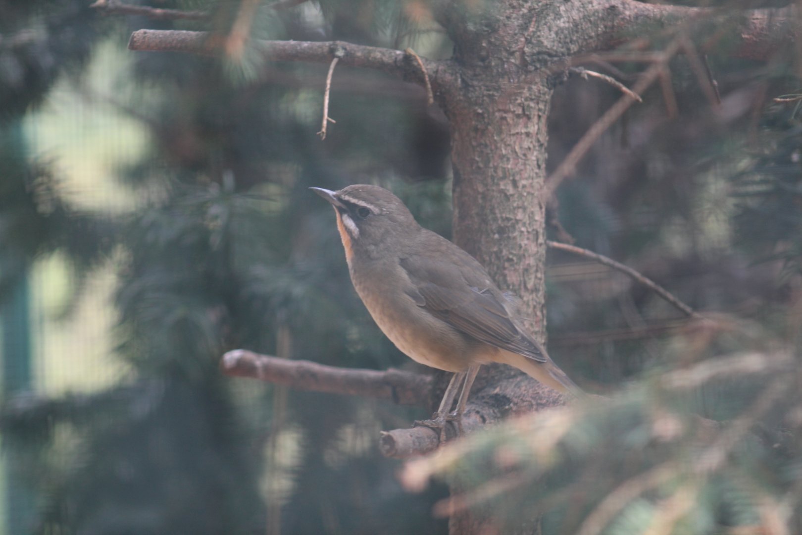 Siberian Rubythroat