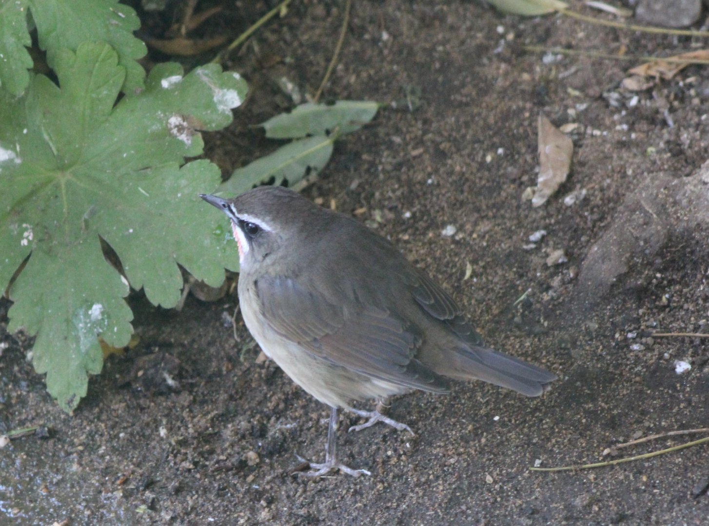 Siberian rubythroat