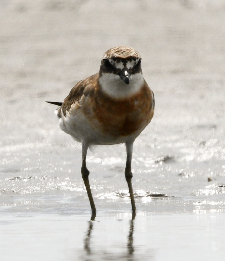 Siberian Sand Plover ~ Funabashi Sanbanze Seaside Park