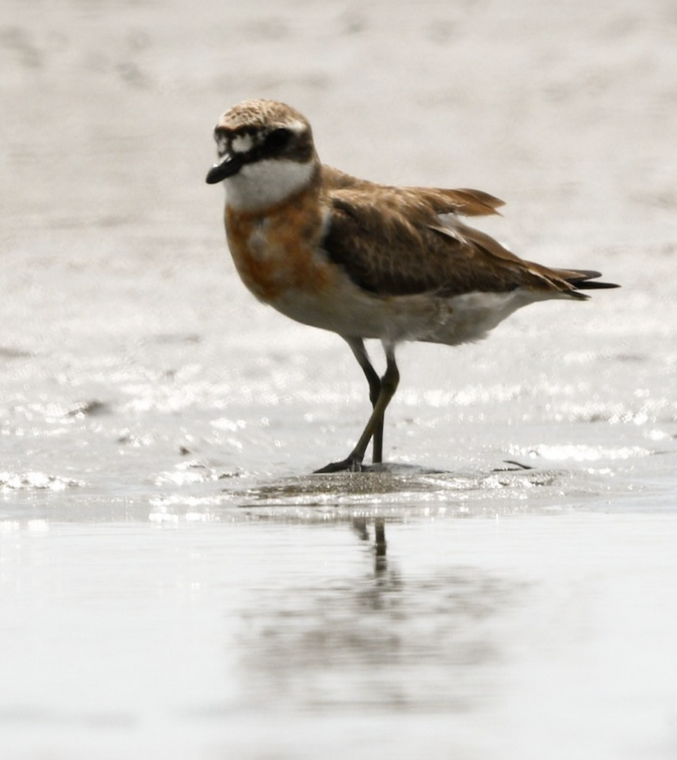 Siberian Sand Plover ~ Funabashi Sanbanze Seaside park