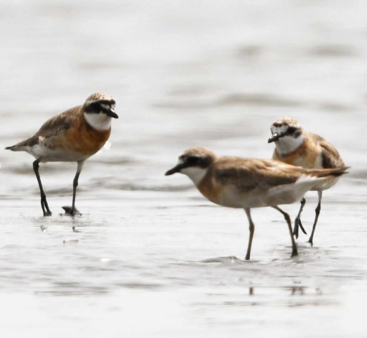 Siberian Sand Plover ~ Funabashi Sanbanze Seaside park
