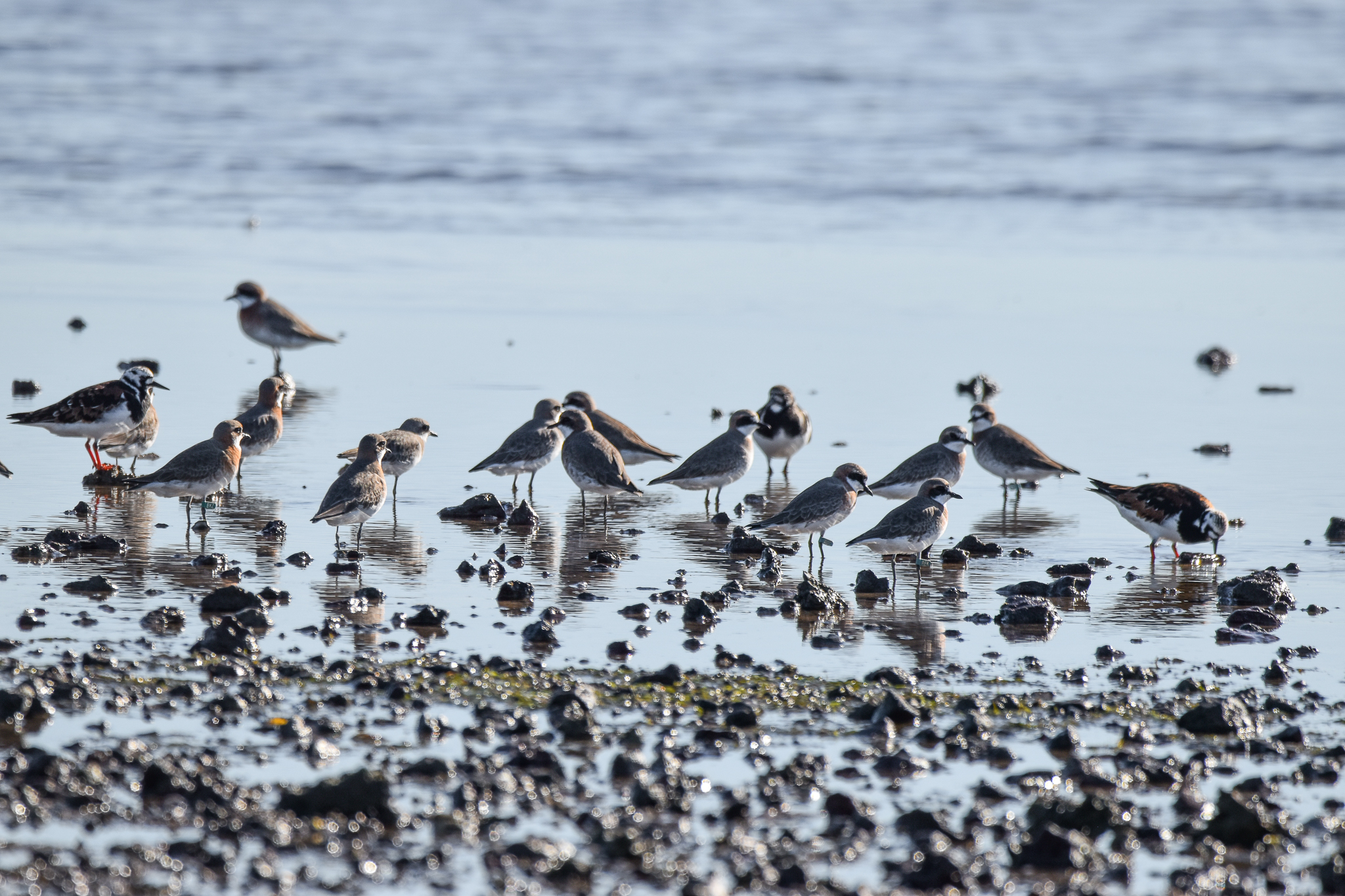 Siberian Sand-Plovers and Ruddy Turnstones