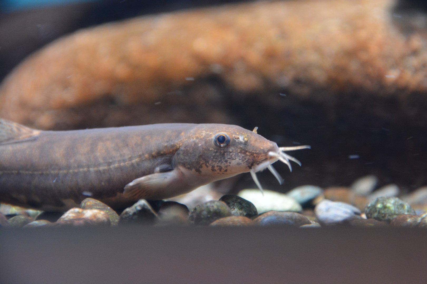 Siberian stone loach (Barbatula oreas)