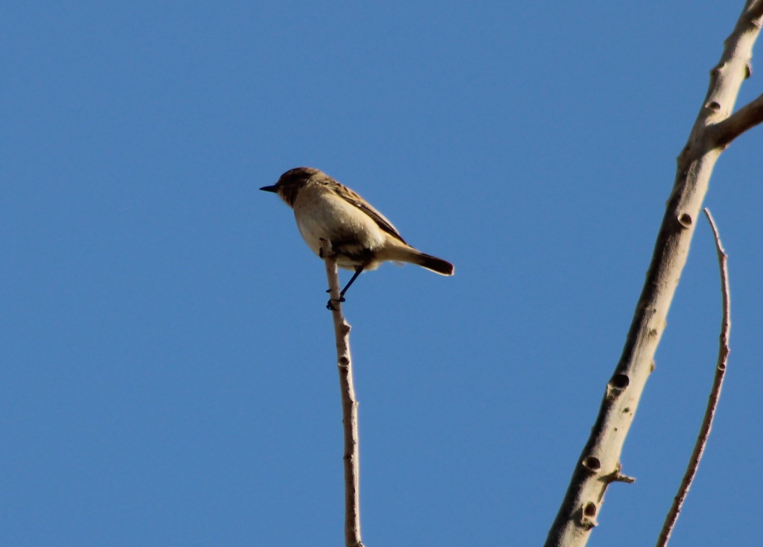 Siberian stonechat - Saxicola maurus armenicus