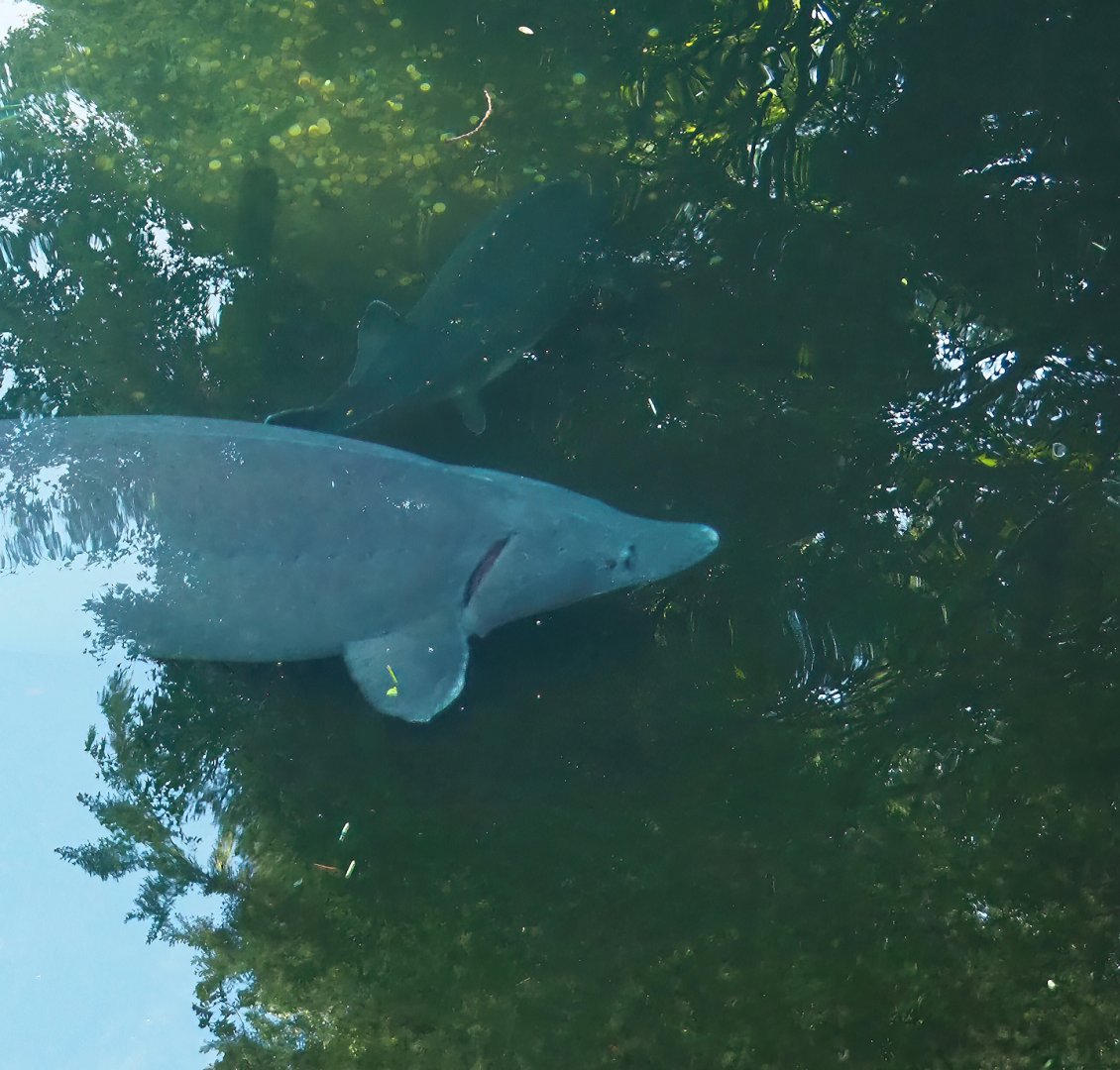Siberian sturgeon (Acipenser baerii), 2023-09-24
