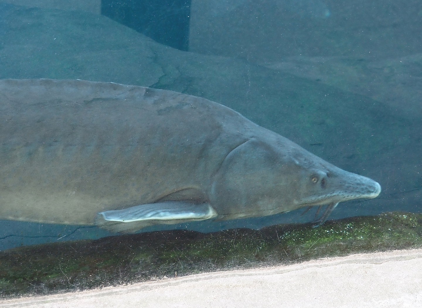 Siberian sturgeon (Acipenser baerii), 2024-03-09
