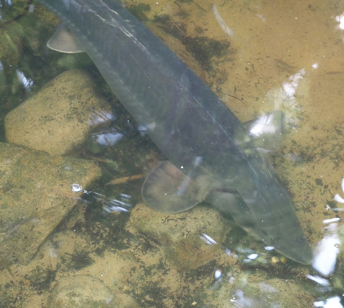 Siberian sturgeon (Acipenser baerii), 2024-08-18
