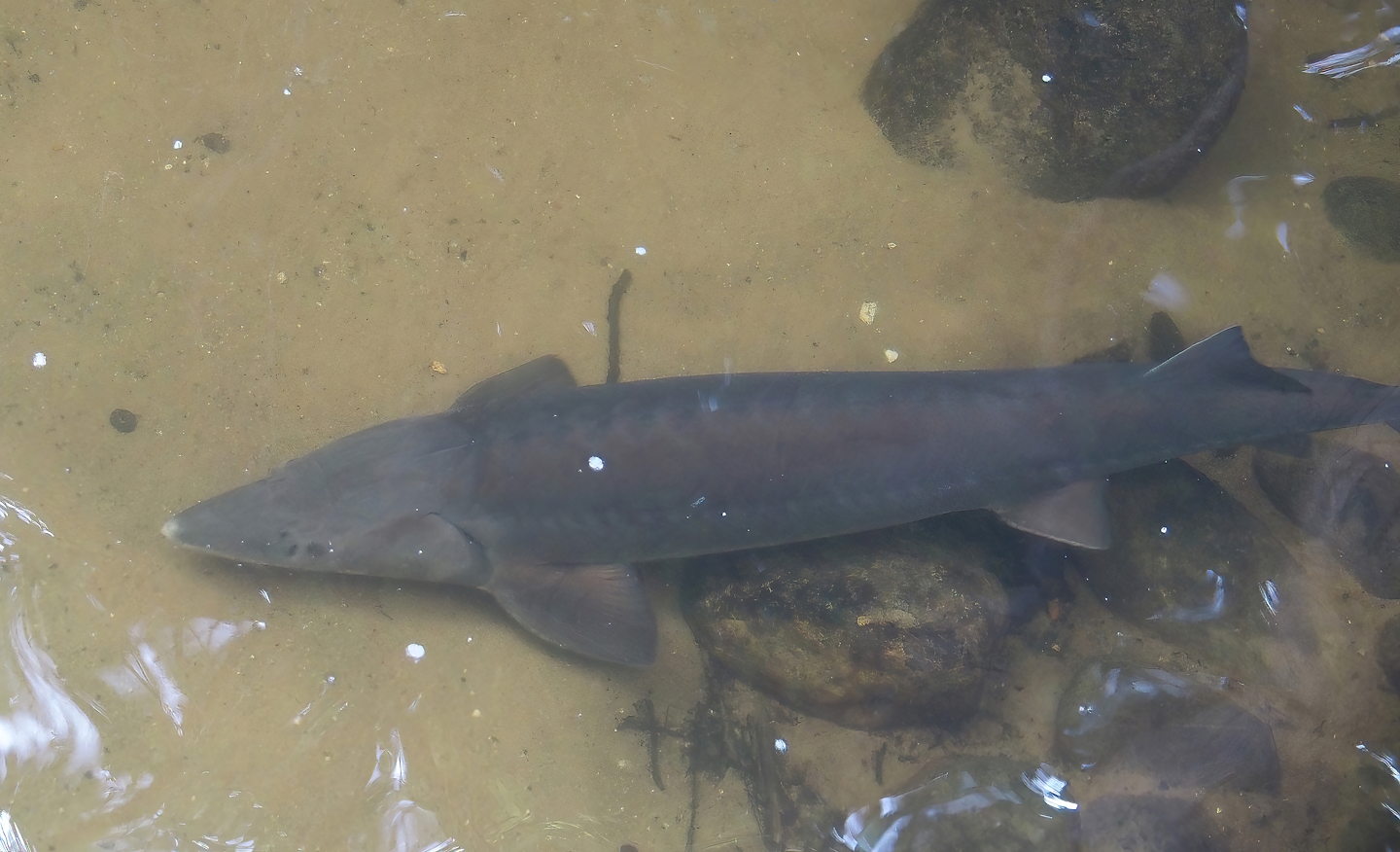 Siberian sturgeon (Acipenser baerii), 2024-08-18