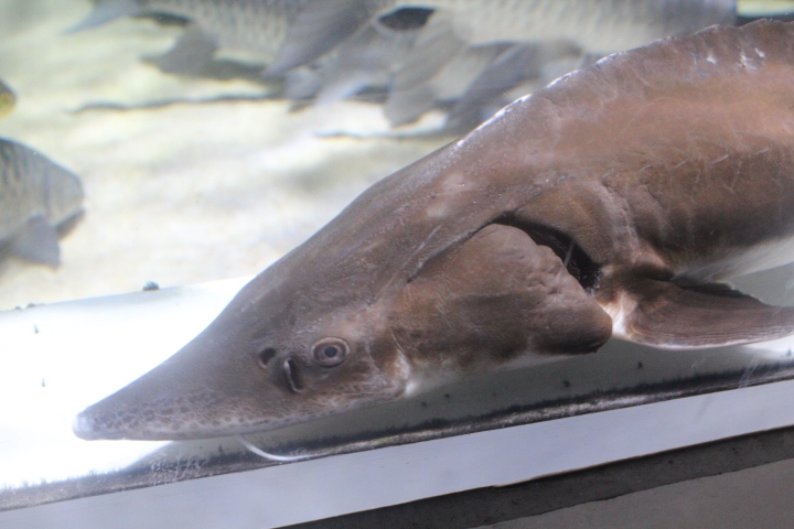 Siberian sturgeon (Acipenser baerii)