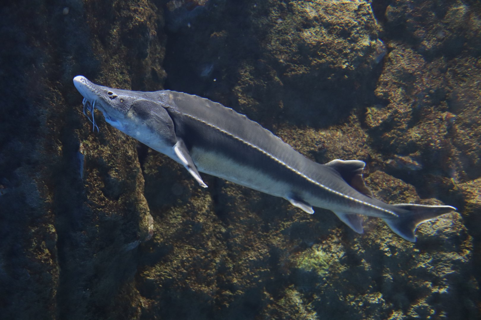 Siberian Sturgeon (Acipenser baerii)