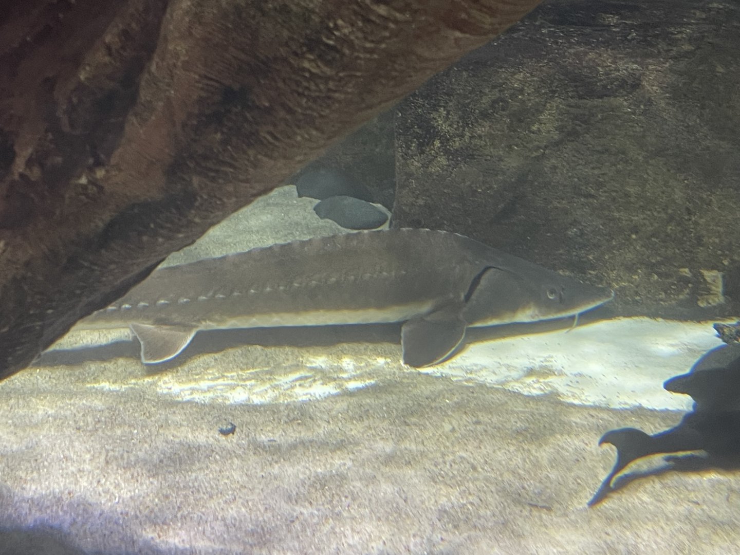 siberian sturgeon (acipenser baerii)