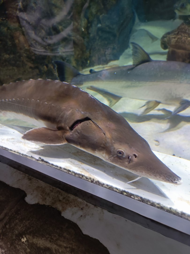 Siberian Sturgeon (Huso baerii)
