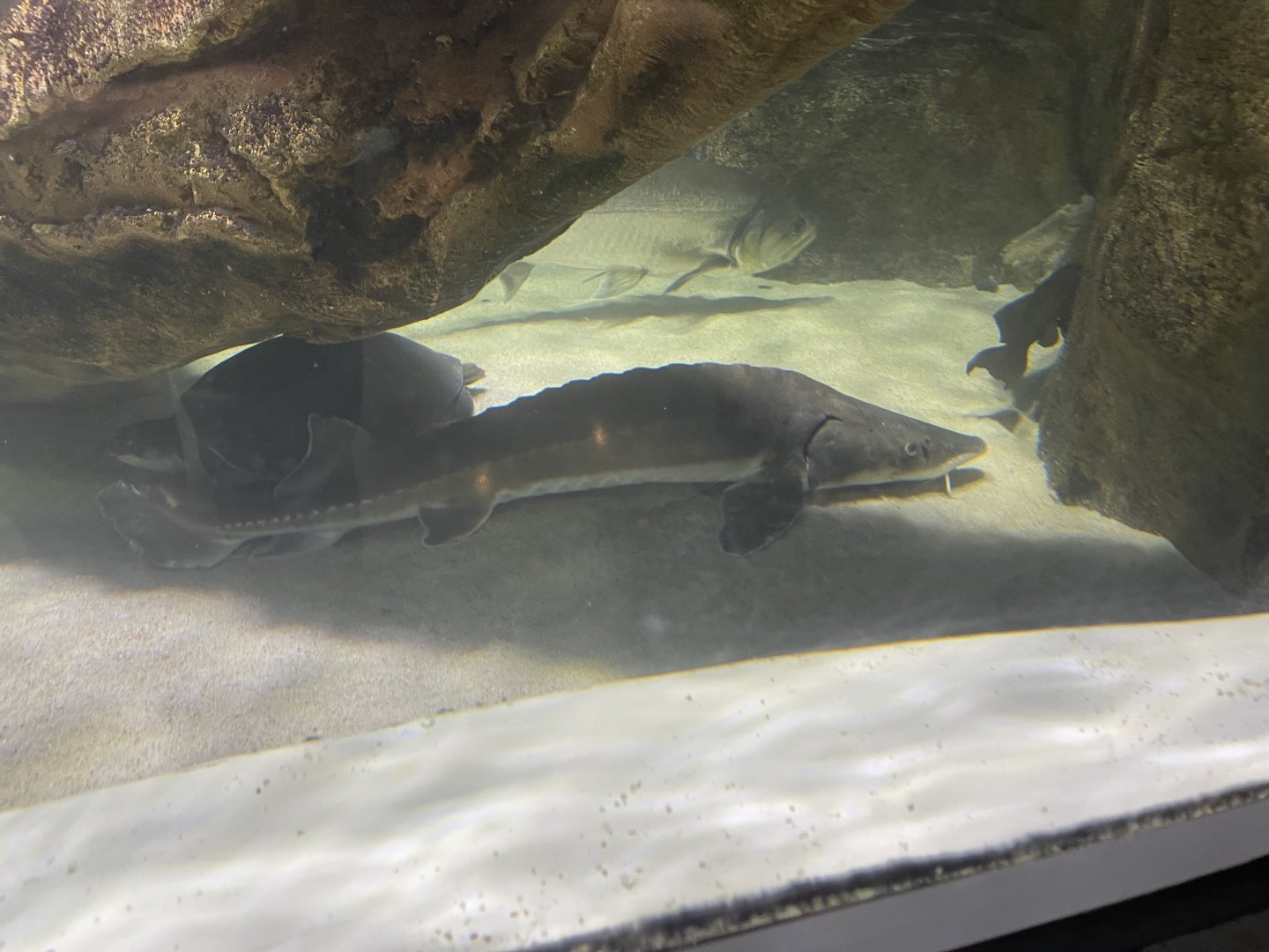 siberian sturgeon (huso baerii)