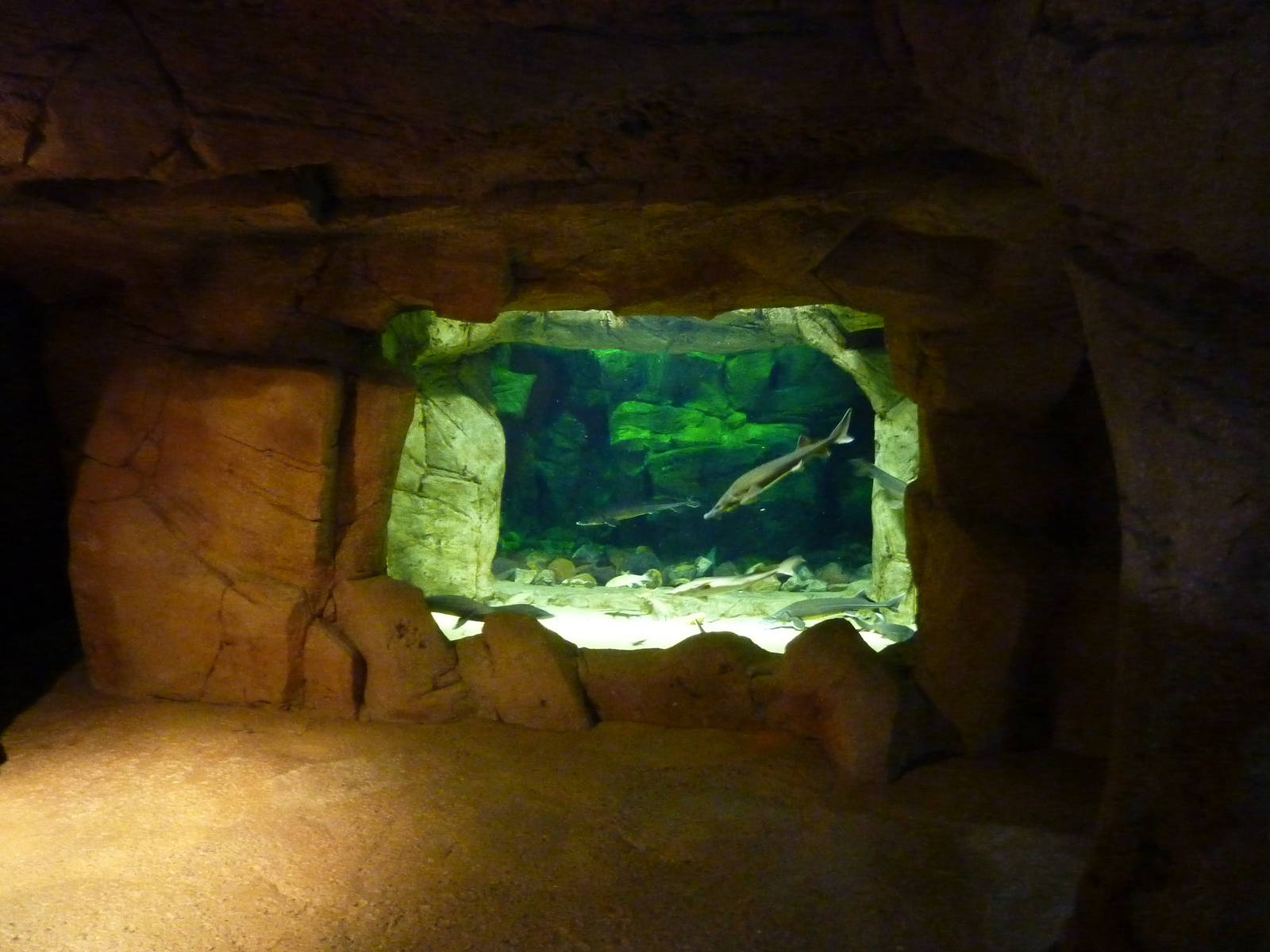 Siberian sturgeon tank, 10th April 2012