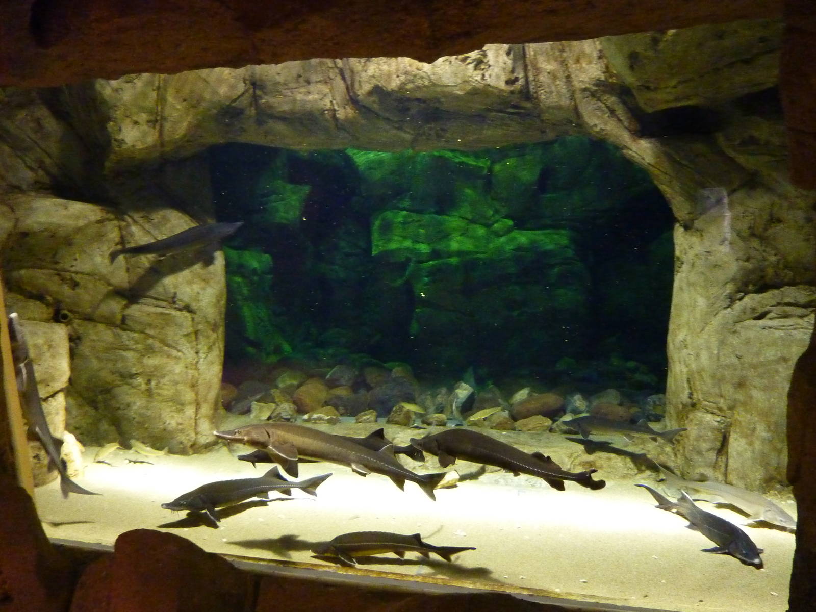Siberian sturgeon tank , 10th April 2012