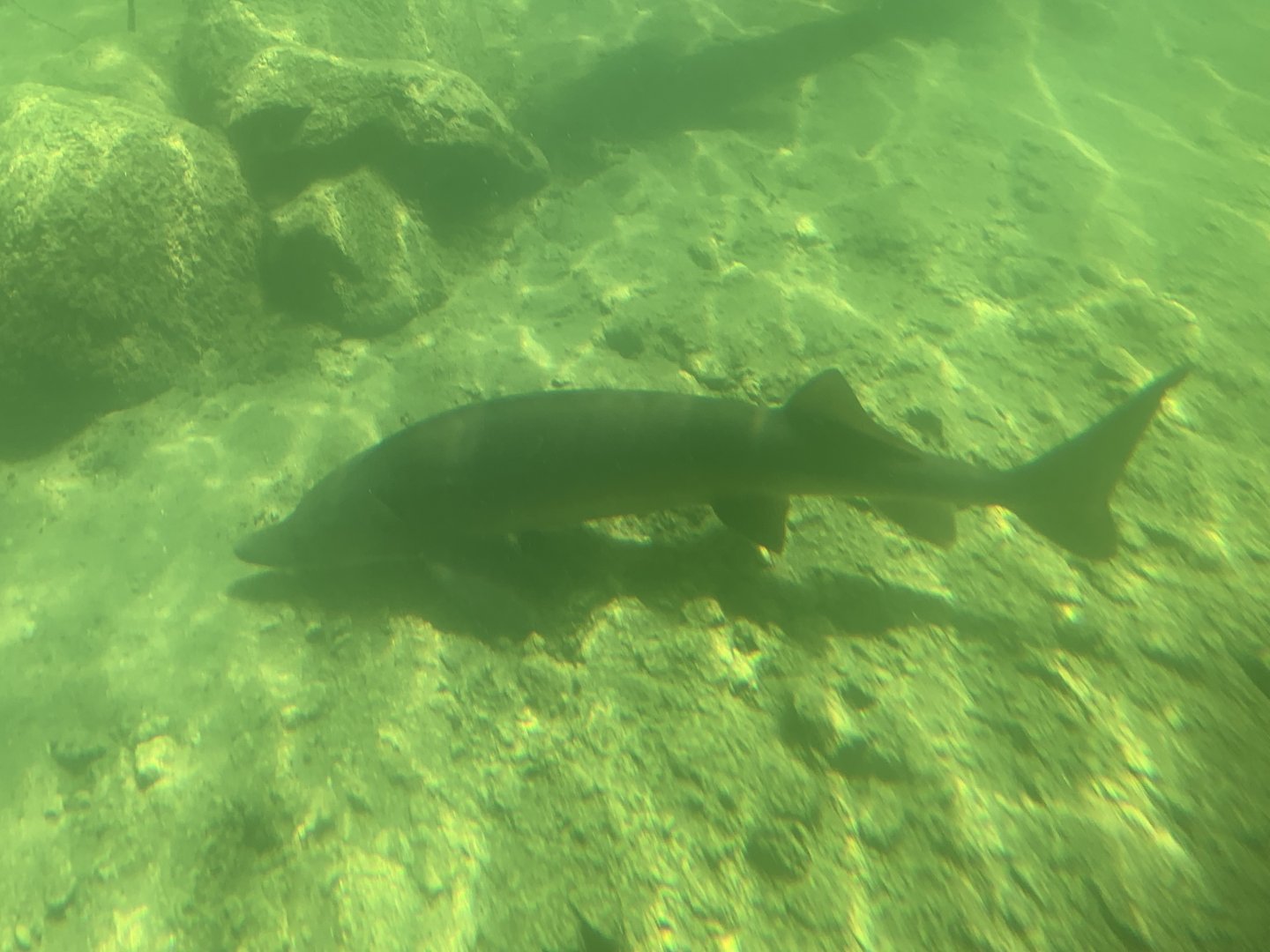 Siberian sturgeon