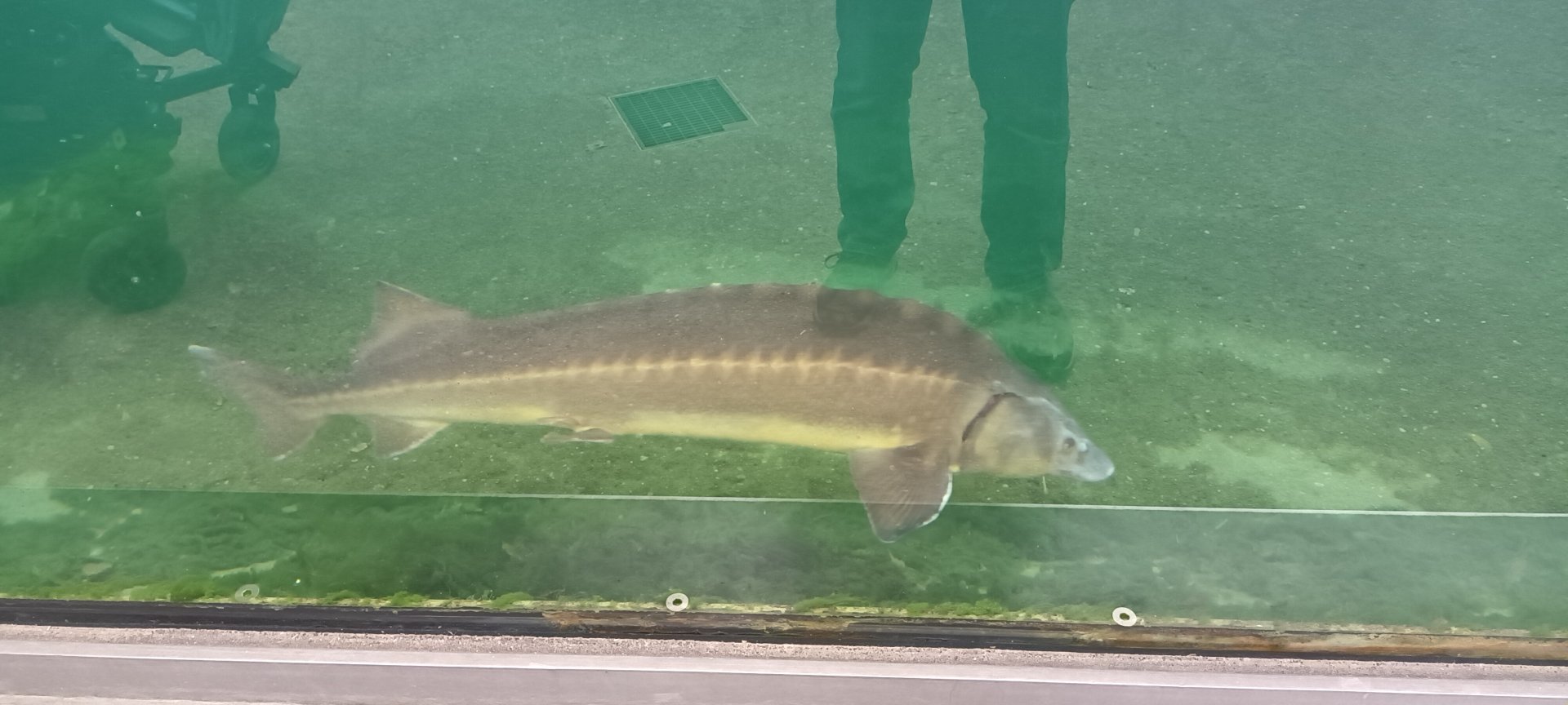 Siberian Sturgeon