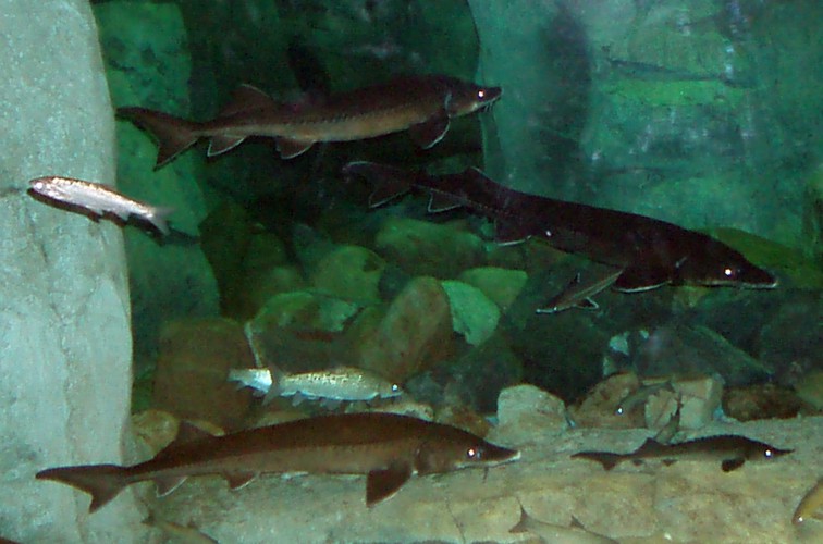 Siberian Sturgeons (Acipenser baeri)