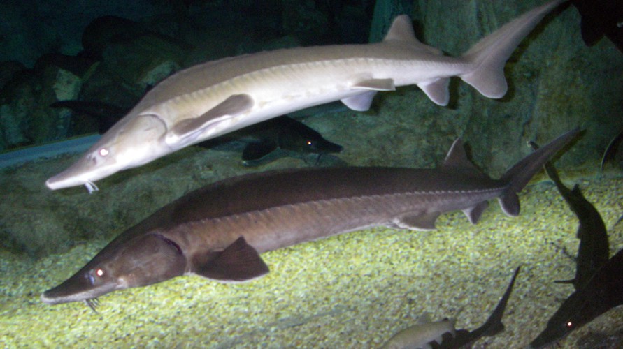 Siberian Sturgeons (Acipenser baeri)
