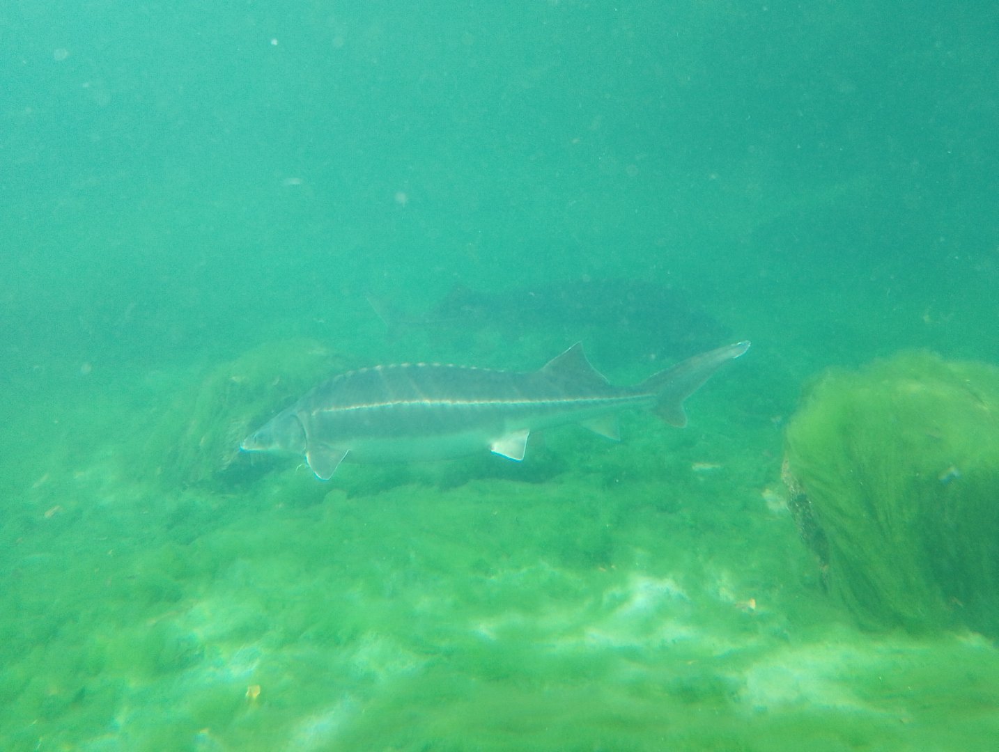 Siberian sturgeons