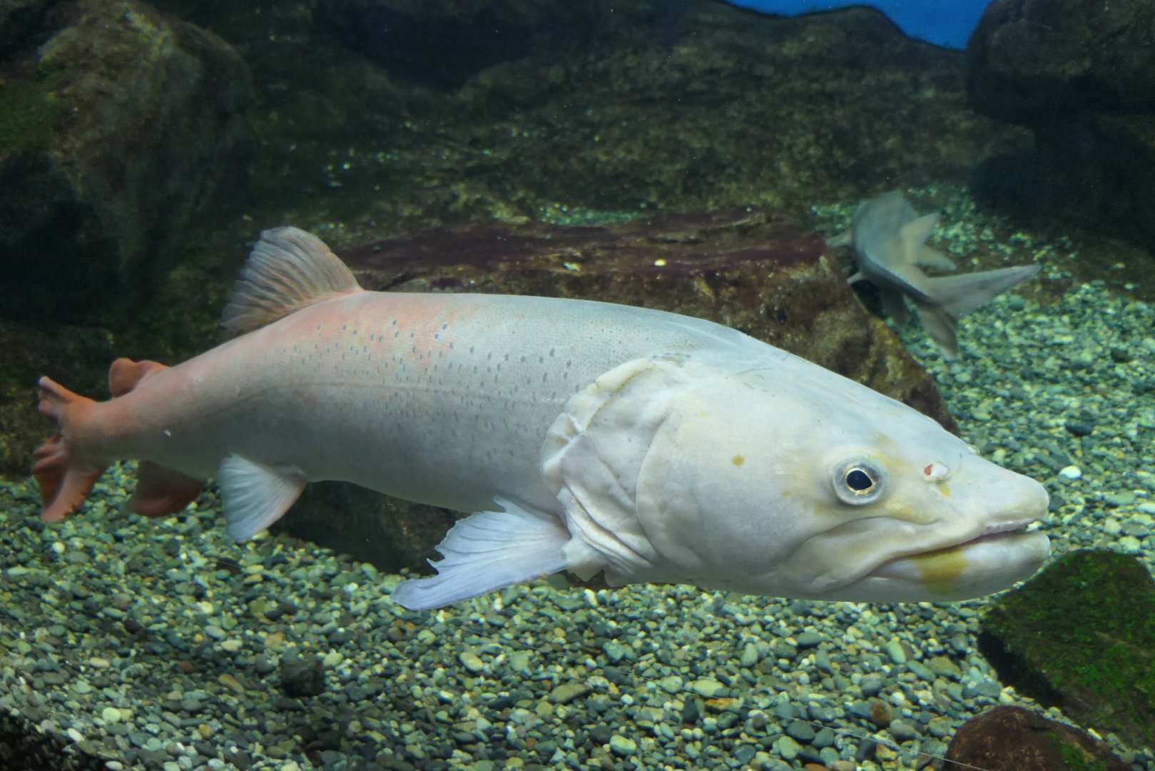 Siberian Taimen (Hucho taimen) - Lake Biwa Museum
