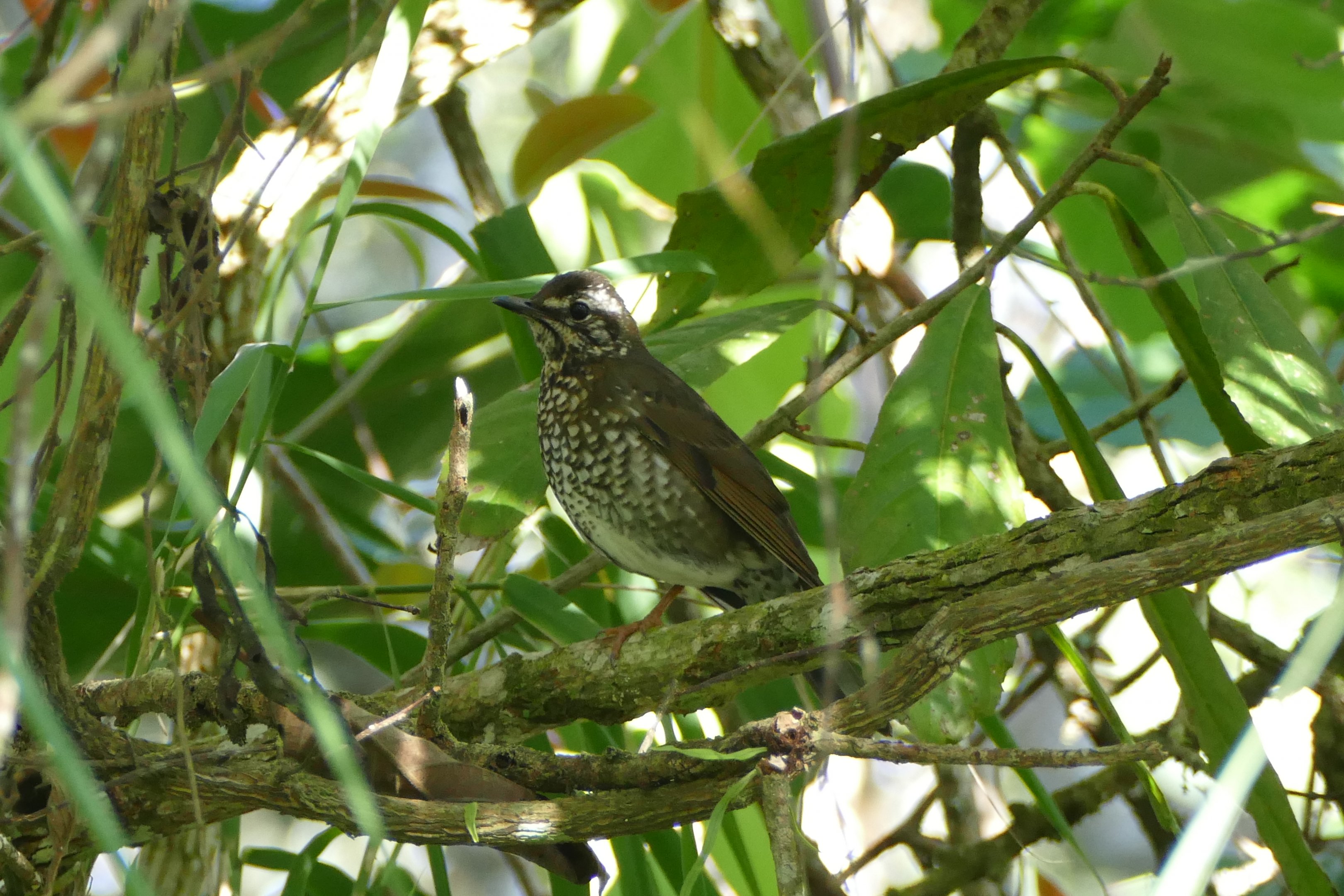 Siberian Thrush - Fraser's Hill