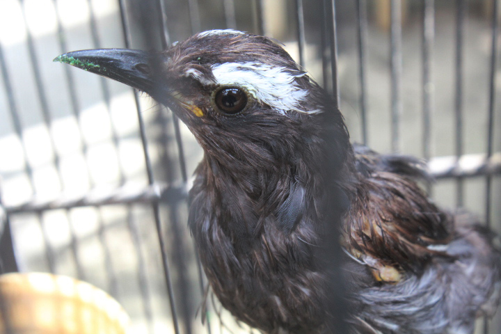 Siberian thrush (Geokichla sibirica sibirica)