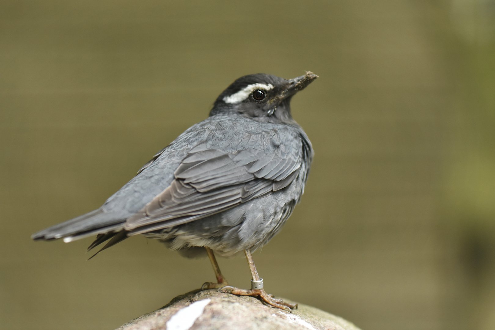 Siberian thrush (Geokichla sibirica)