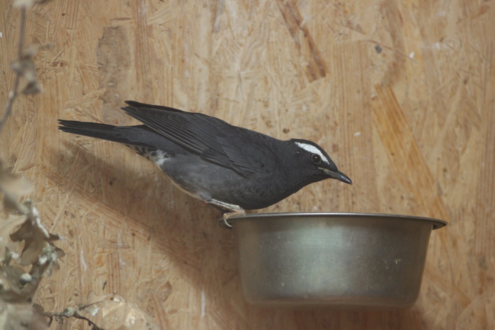 Siberian thrush (Geokichla sibirica)