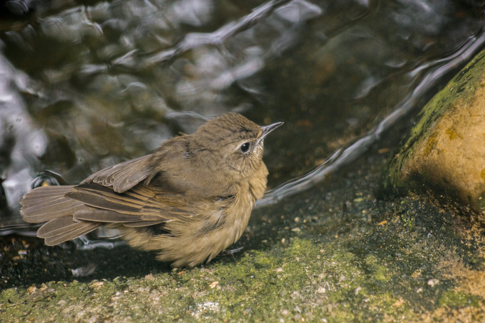 Siberian thrush, Zoothera sibirica