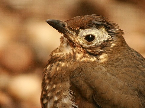 Siberian Thrush
