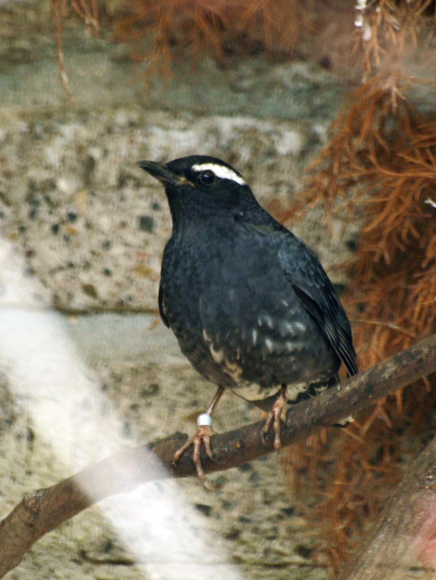Siberian thrush