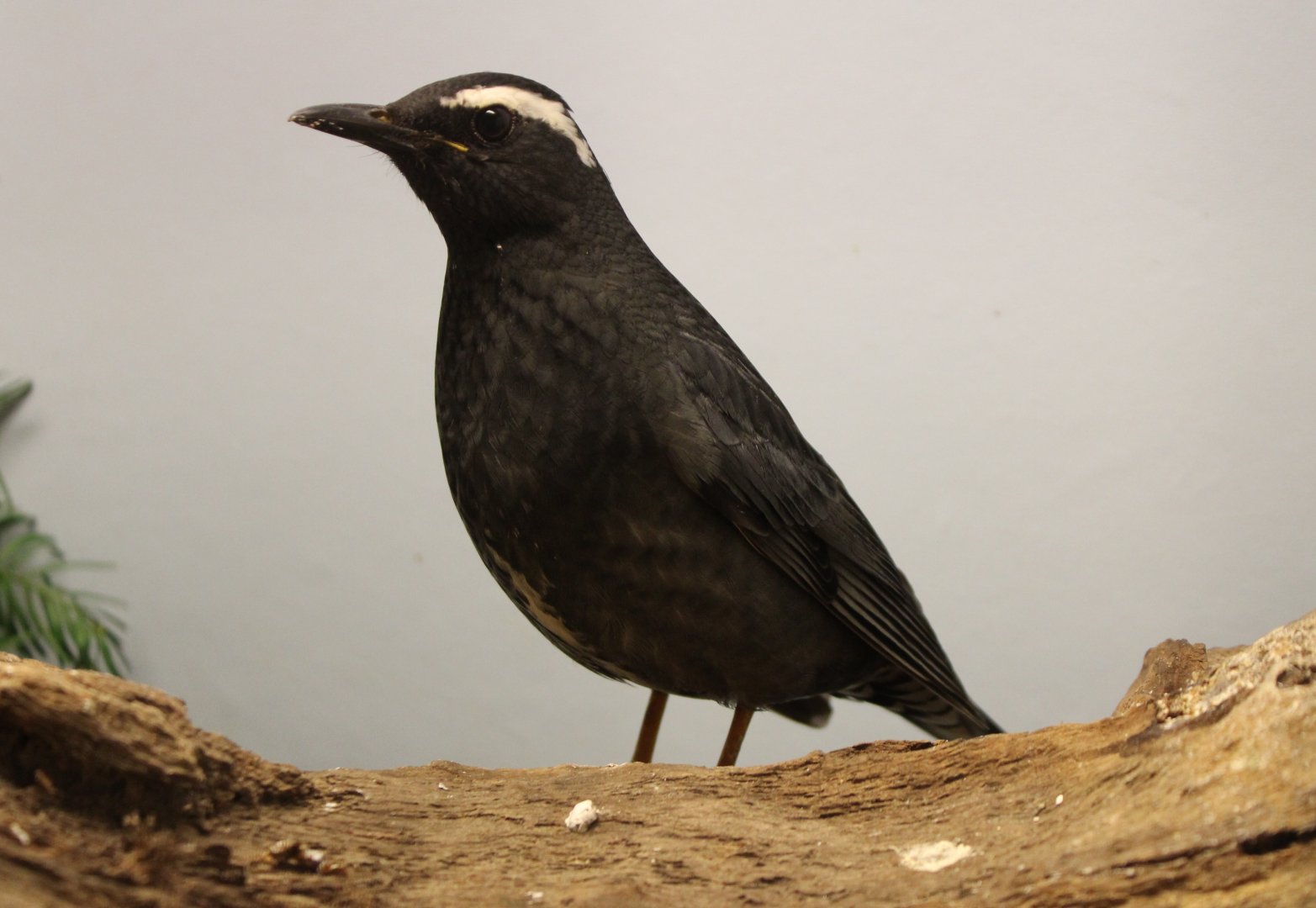 Siberian thrush