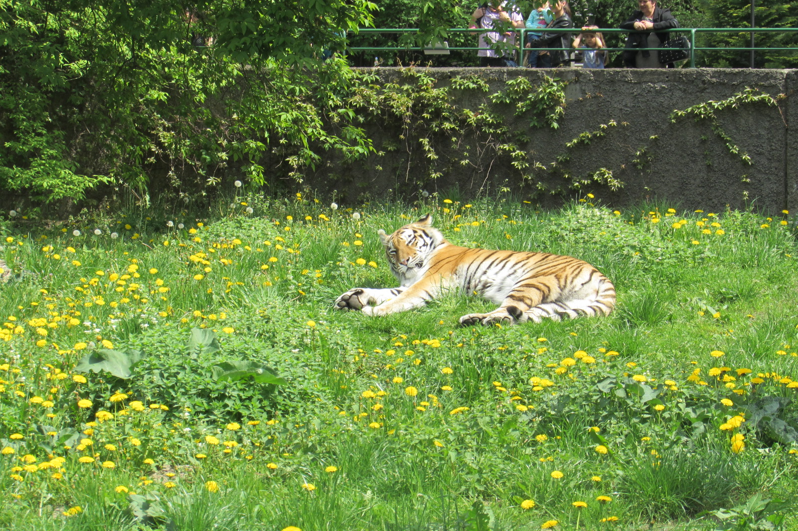 Siberian Tiger - 05/2015