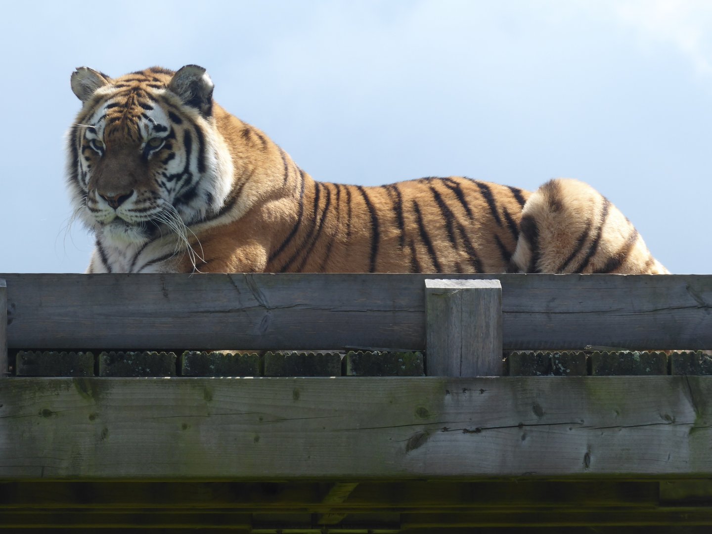 Siberian tiger 050819