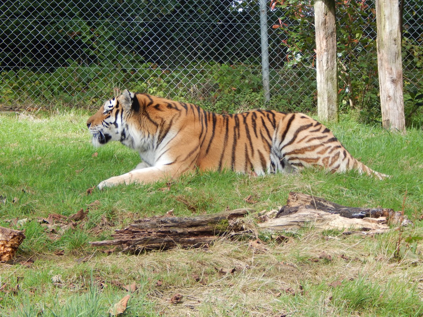 Siberian tiger 050925