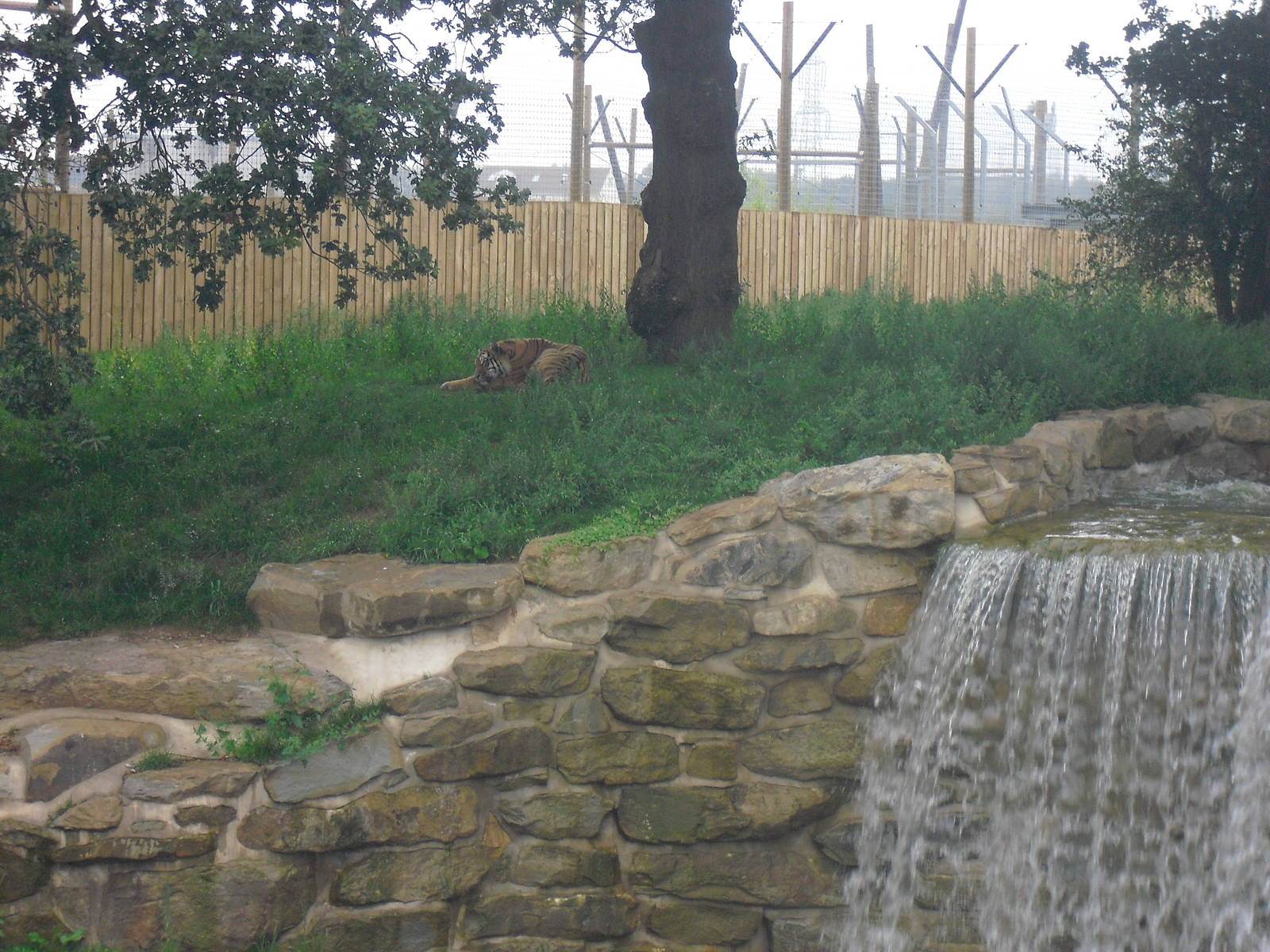 Siberian Tiger - 06/09/2011