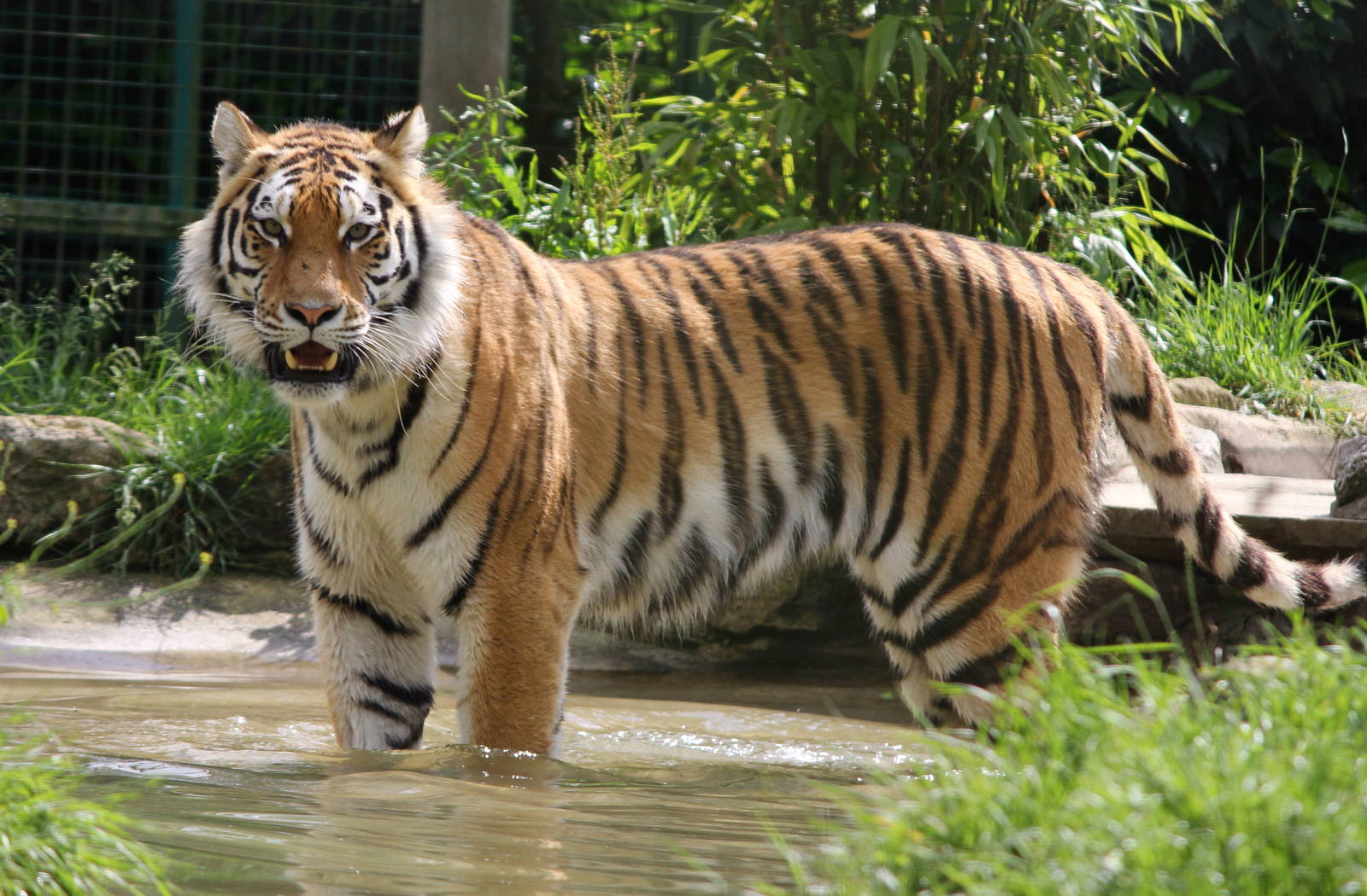 Siberian Tiger 1-6-14
