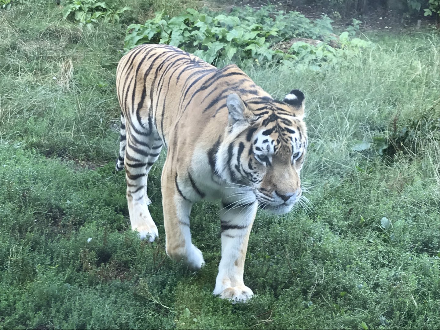 Siberian tiger 100818