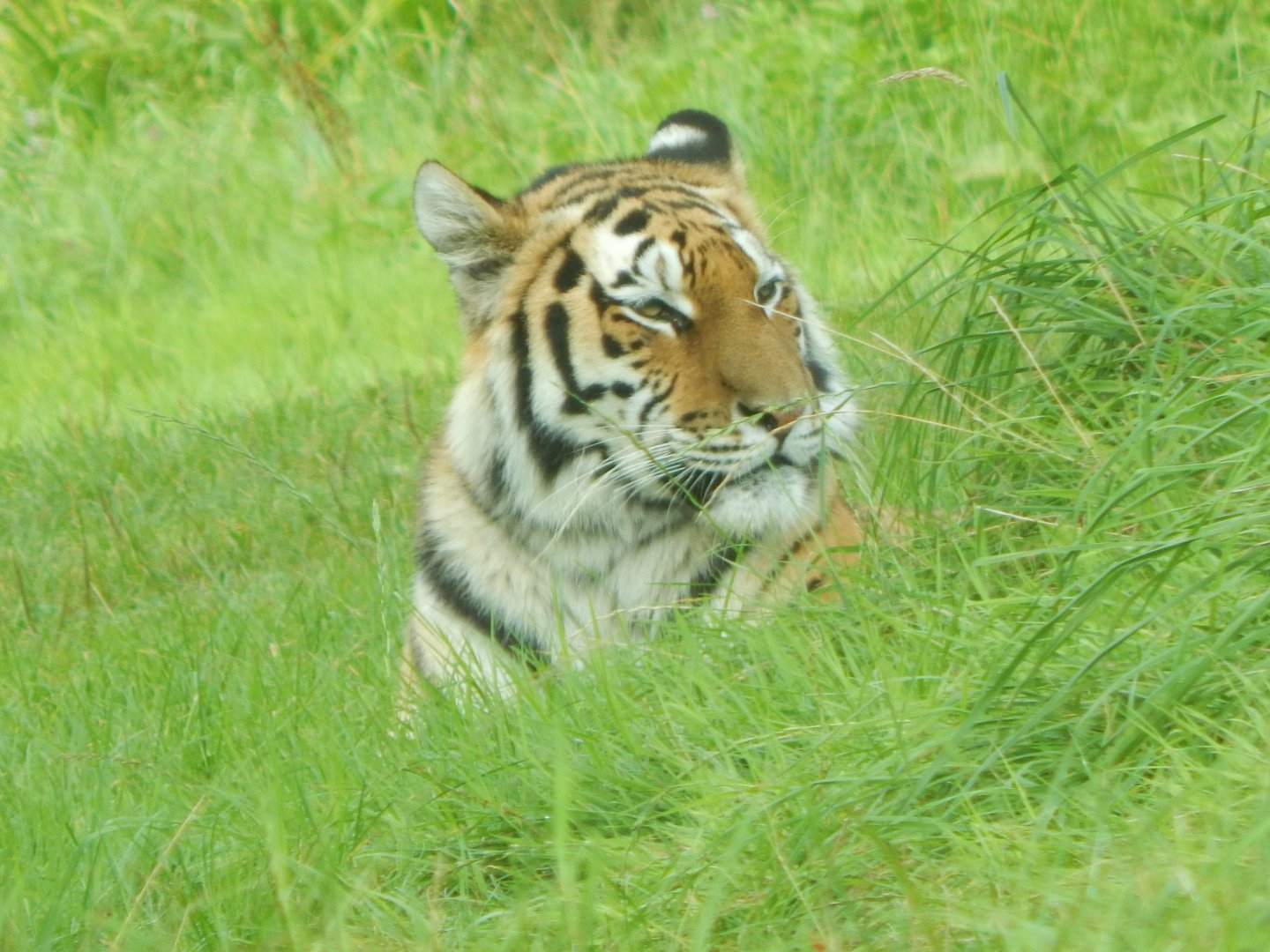 Siberian tiger 110921