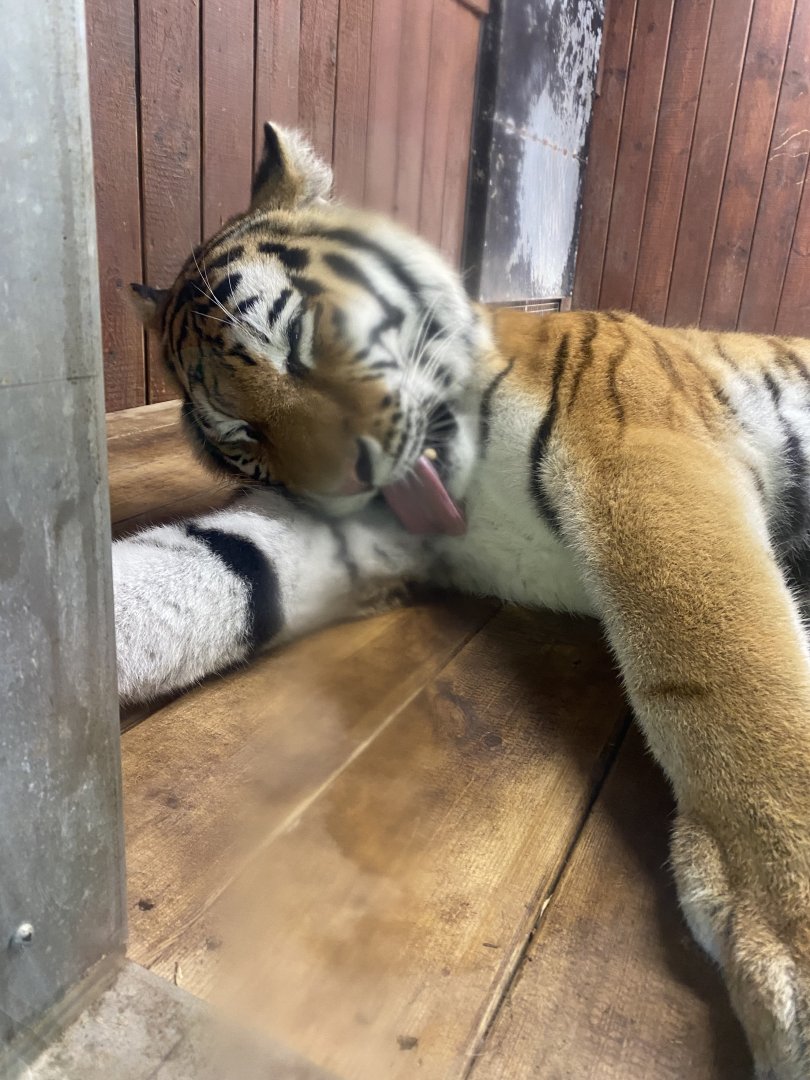 Siberian tiger 110925