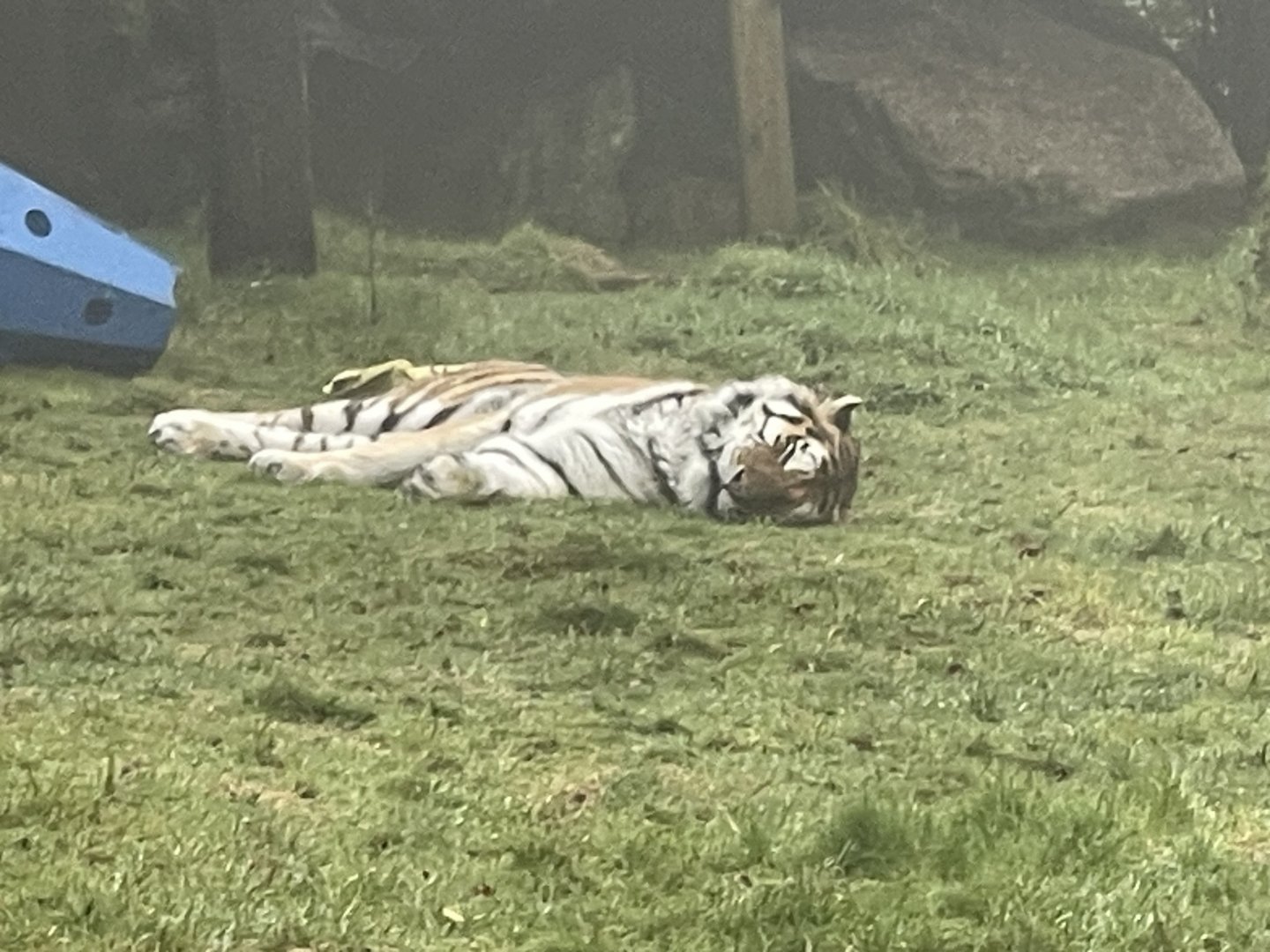 Siberian tiger 140224